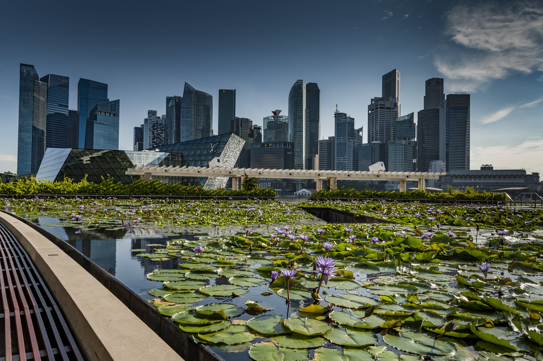 A city skyline across a planted water garden in flower